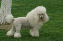 贵妇犬,聪明优雅的伴侣犬，养护与训练全攻略