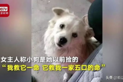 中央一条狗上下四个口打一字,一器独尊——揭秘中央狗口四口之谜”